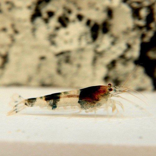 Caridina cf. cantonensis - Crevette abeille  (2-3 cm)
